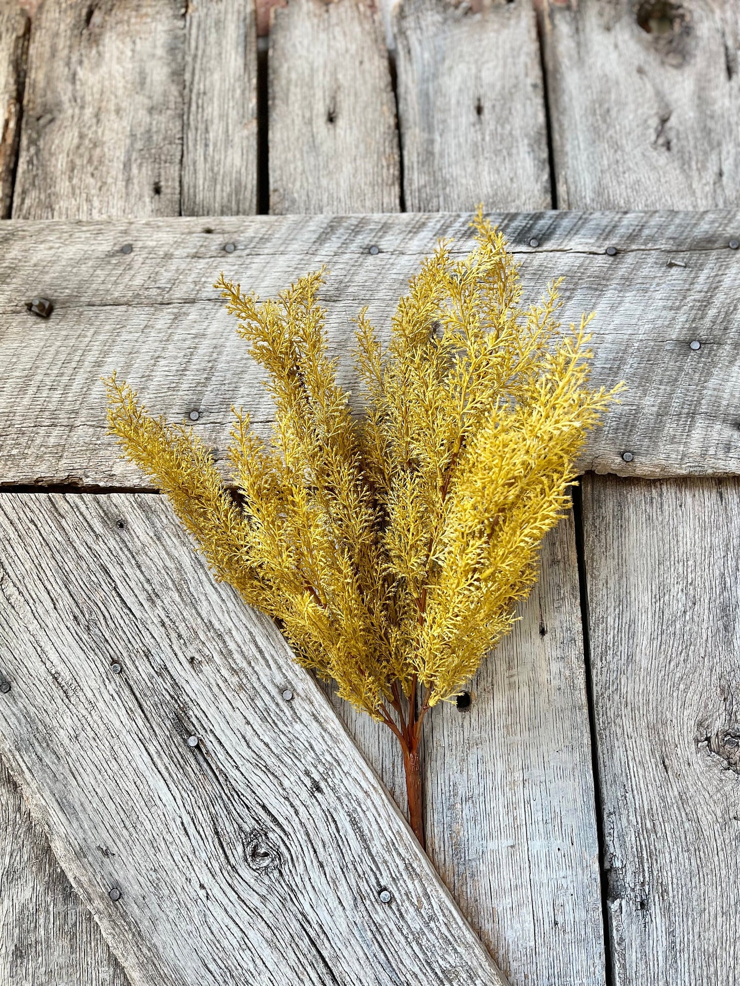 Yellow Sorghum Bush, Fall Greenery Bush, Yellow Fall Bush