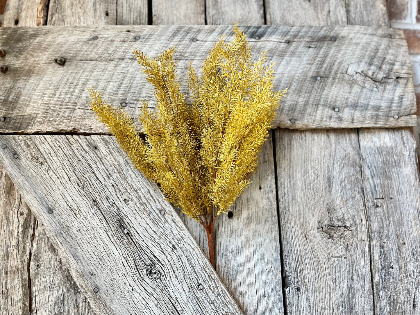 Yellow Sorghum Bush, Fall Greenery Bush, Yellow Fall Bush