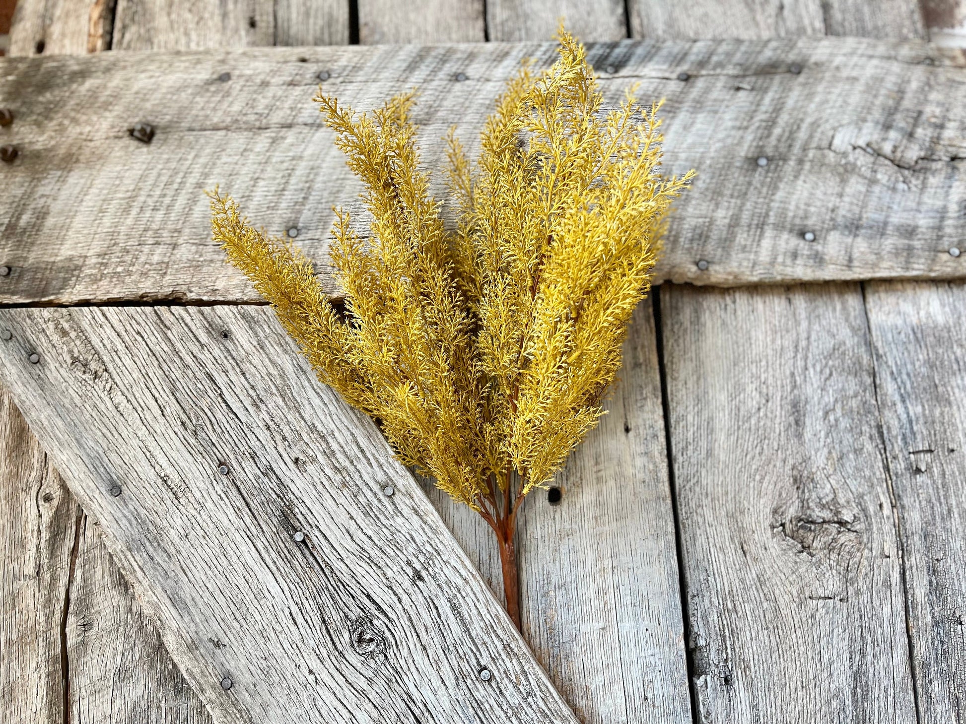 Yellow Sorghum Bush, Fall Greenery Bush, Yellow Fall Bush