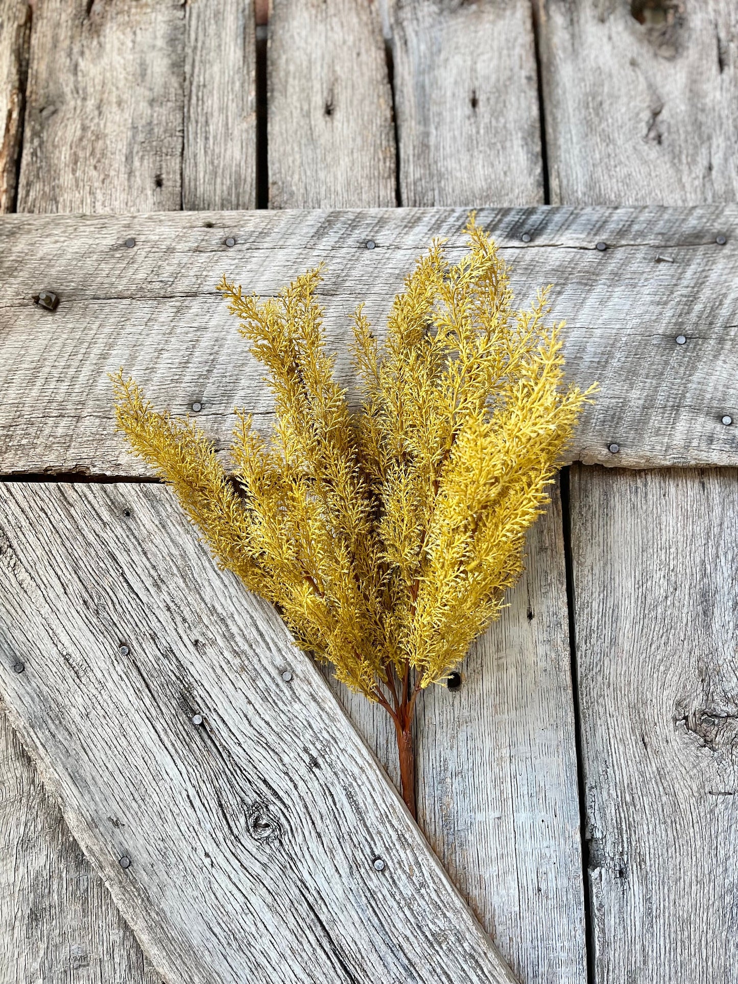 Yellow Sorghum Bush, Fall Greenery Bush, Yellow Fall Bush