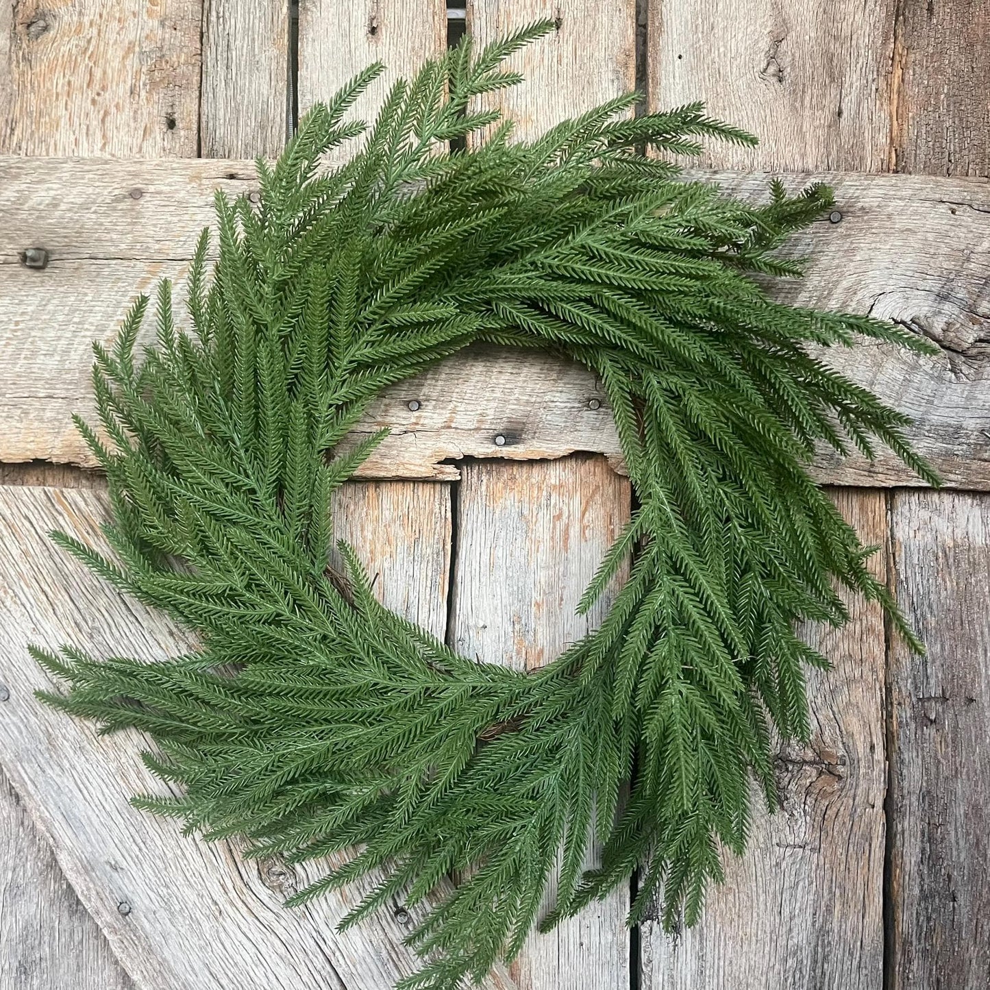 24" Norfolk Pine Wreath, Real Touch Norfolk Pine Wreath