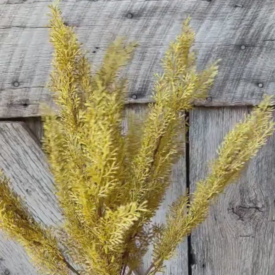 Yellow Sorghum Bush, Fall Greenery Bush, Yellow Fall Bush