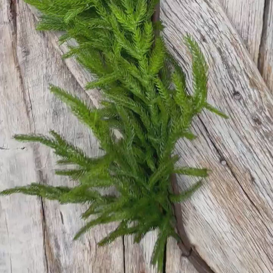 5' Norfolk Real Touch Garland, Pine Greenery